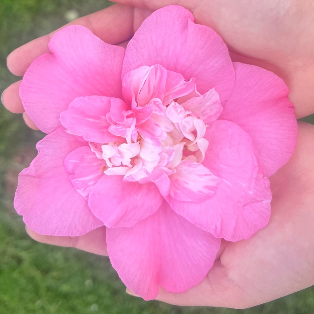 Meet your Posher, Nicole